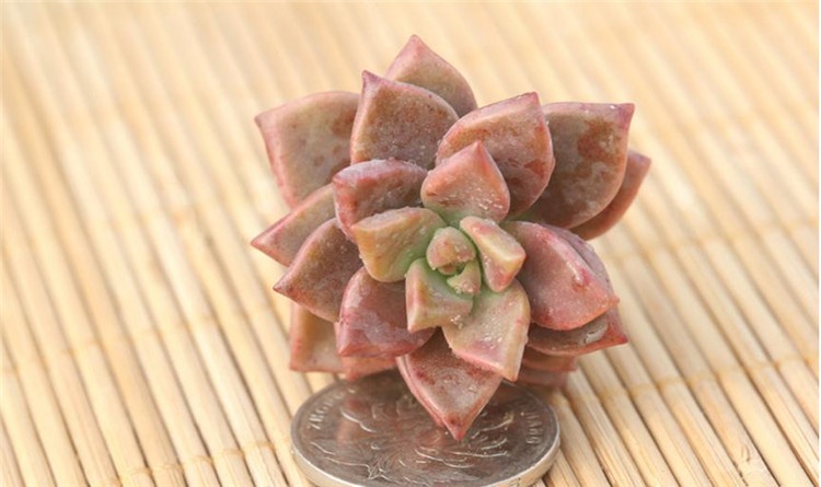 营养土长毛了可以种多肉植物吗?-多肉植物营养