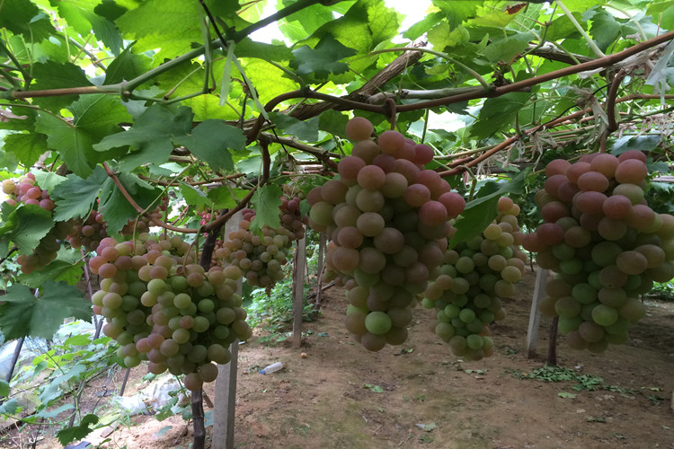 葡萄苗什么时候种植好-葡萄苗哪里的好|葡萄苗