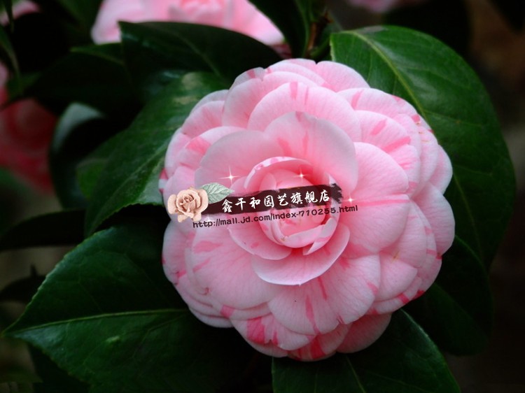 四季开花茶花树苗带花苞十色赤丹盆栽花卉盆栽室内观花绿植物 戴维斯
