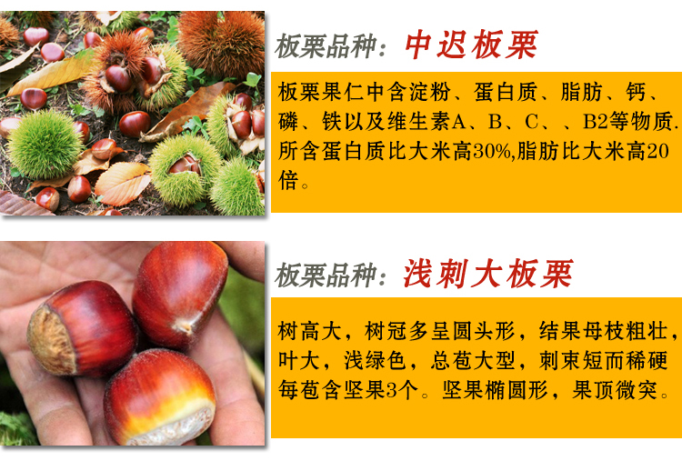 嫁接树苗庭院果树苗木大红袍板栗苗当年结果果树苗南北方种植 大红袍