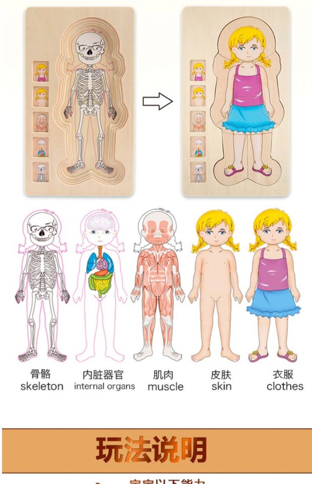 儿童早教益智玩具木质多层立体拼图 宝宝智力拼板 女孩人体结构多层