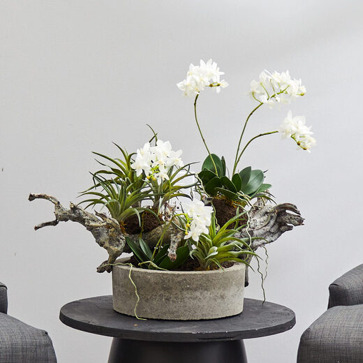 Fast natürliche Gartenorchidee und geschnittene geschnittene Blumen schwarz 4839 Fast natürliche Gartenorchidee und geschnittene geschnittene Blumen schwarz 4839
