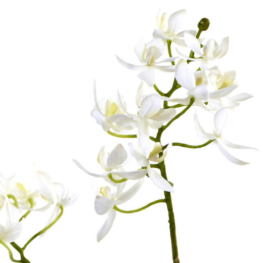 Fast natürliche Gartenorchidee und geschnittene geschnittene Blumen schwarz 4839 Fast natürliche Gartenorchidee und geschnittene geschnittene Blumen schwarz 4839