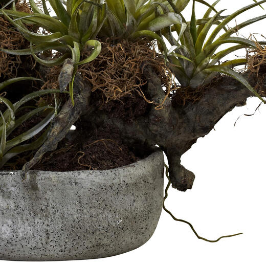 Fast natürliche Gartenorchidee und geschnittene geschnittene Blumen schwarz 4839 Fast natürliche Gartenorchidee und geschnittene geschnittene Blumen schwarz 4839