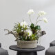 Fast natürliche Gartenorchidee und geschnittene geschnittene Blumen schwarz 4839 Fast natürliche Gartenorchidee und geschnittene geschnittene Blumen schwarz 4839