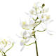 Fast natürliche Gartenorchidee und geschnittene geschnittene Blumen schwarz 4839 Fast natürliche Gartenorchidee und geschnittene geschnittene Blumen schwarz 4839