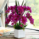Xilaika simulation flower set Phalaenopsis fake flower indoor silk flower decoration vase floral plastic flower living room TV cabinet decoration flower square pot of fragrant snow orchid 9 blue Xilaika simulation flower set Phalaenopsis fake flower indoor silk flower decoration vase floral plastic flower living room TV cabinet decoration flower square pot of fragrant snow orchid 9 blue