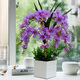 Xilaika simulation flower set Phalaenopsis fake flower indoor silk flower decoration vase floral plastic flower living room TV cabinet decoration flower square pot of fragrant snow orchid 9 blue Xilaika simulation flower set Phalaenopsis fake flower indoor silk flower decoration vase floral plastic flower living room TV cabinet decoration flower square pot of fragrant snow orchid 9 blue