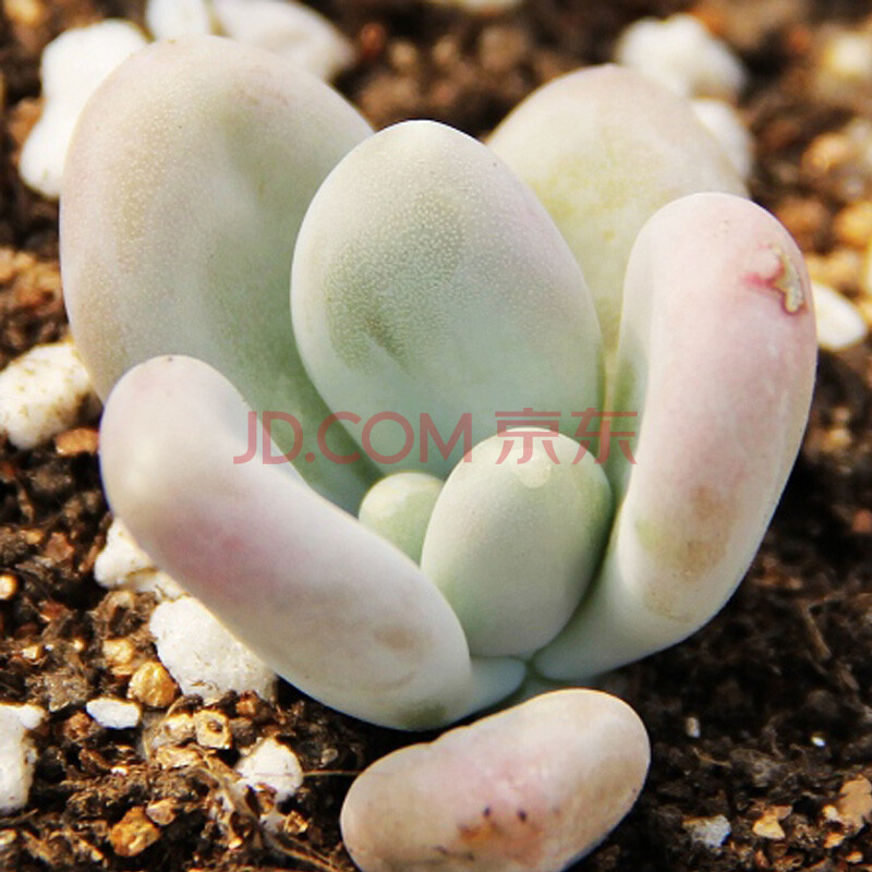 美观肉肉+多浆植物