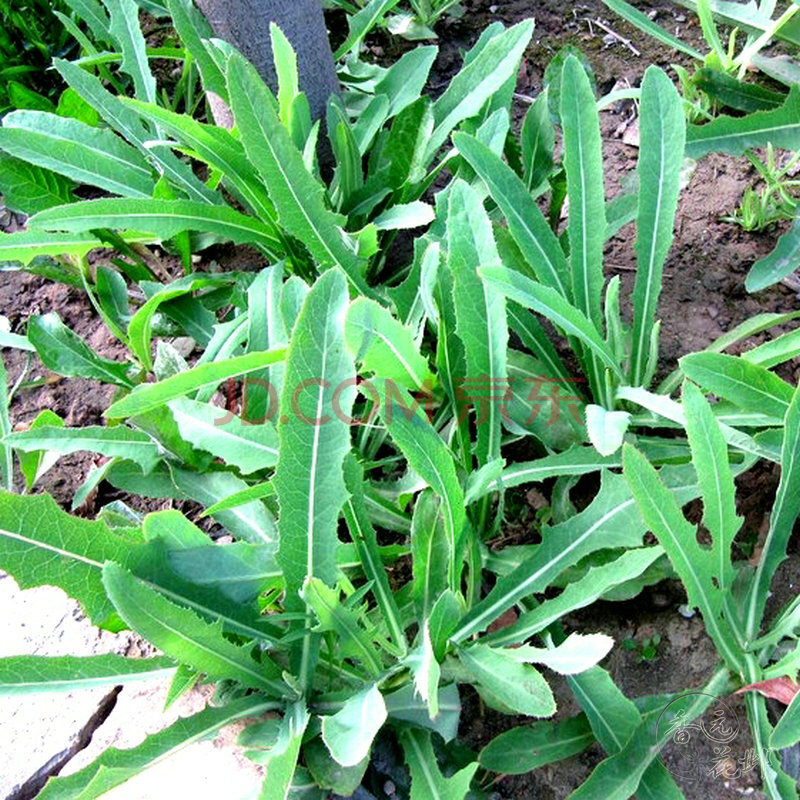 40种可选+16曲麻菜