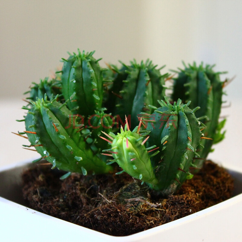 <em>红彩</em>阁+多肉植物