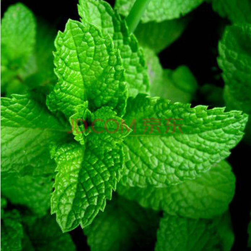 柠檬薄荷种子+香水薄荷种子