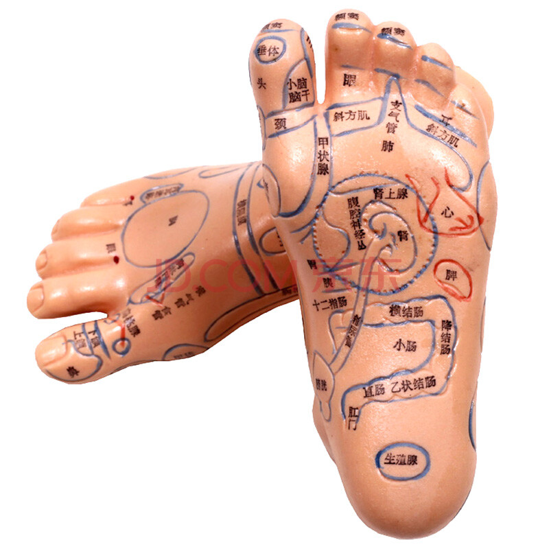 模型足模针灸穴位脚部中界经络通足部反射区模型高清