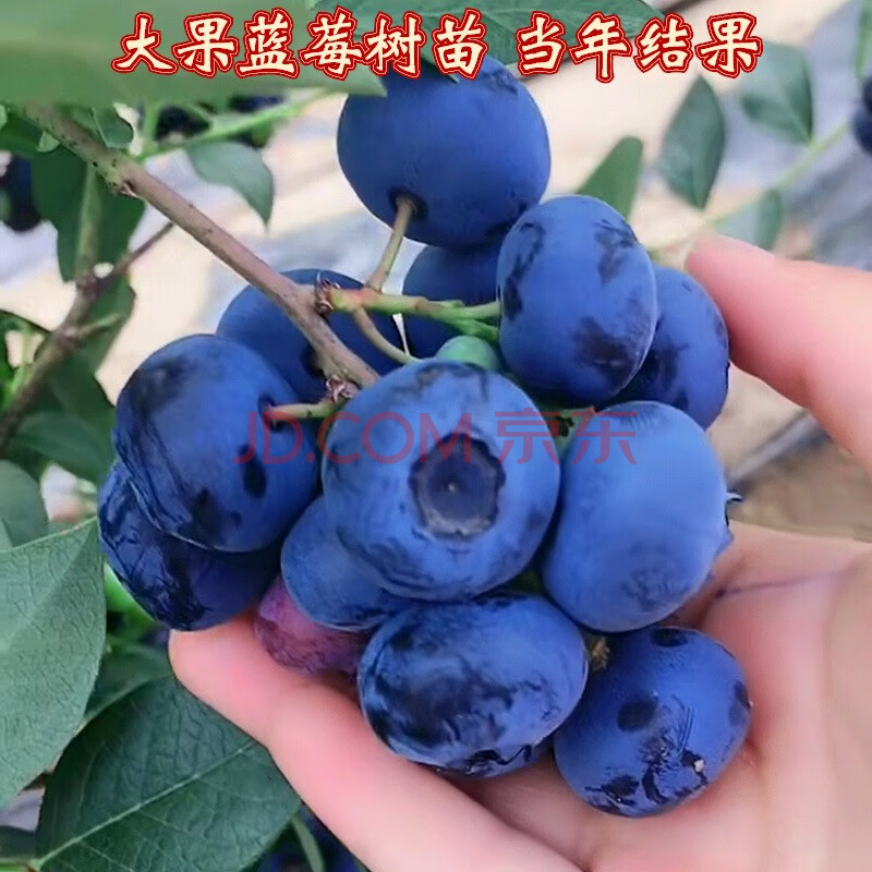 蓝莓苗盆栽地栽果树苗蓝梅树苗蓝莓苗四季南北方种植带原土发货 乌达
