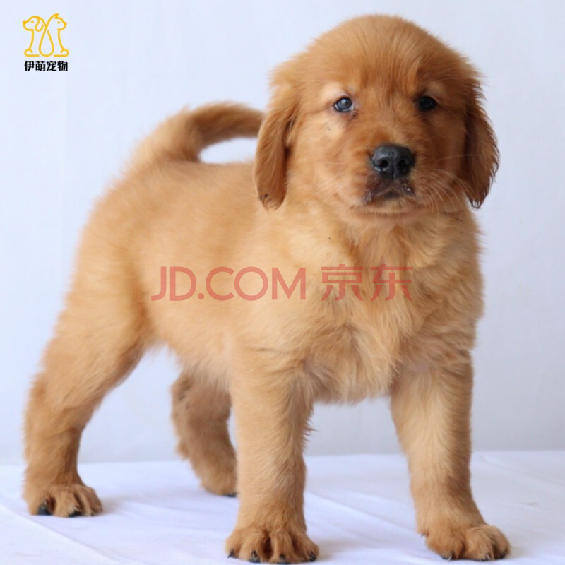 伊萌宠物 狗狗活体金毛犬幼犬纯种双血统级大骨架金毛