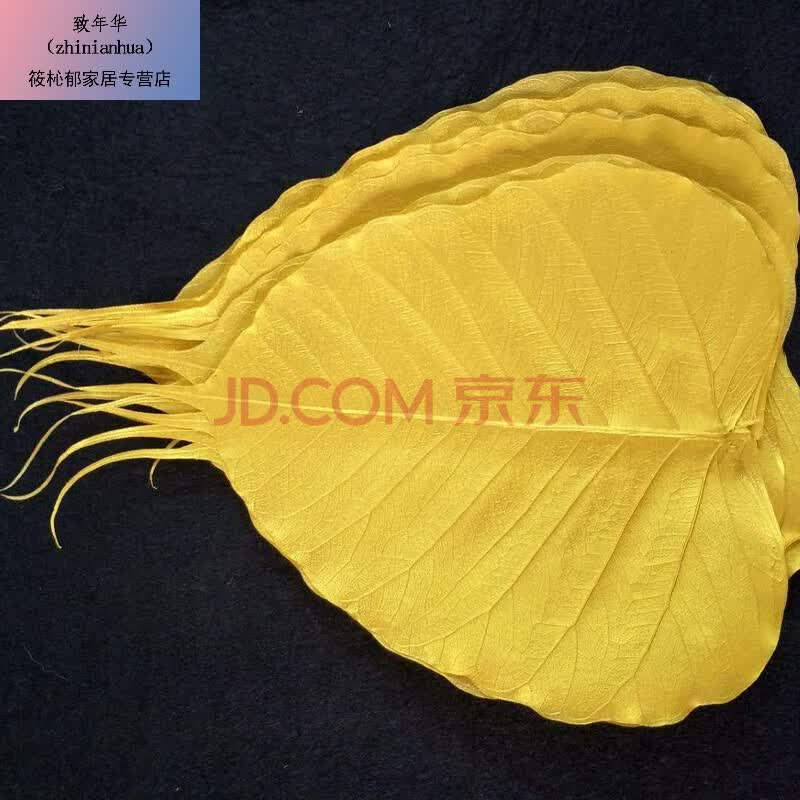 天然菩提叶脉 工艺贴画叶子材料书画用叶片 菩提叶标本书签押花画 12