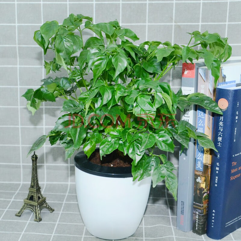 绿植盆栽 绿萝发财树栀子花 办公室植物室内花卉观叶植物小盆景绿萝