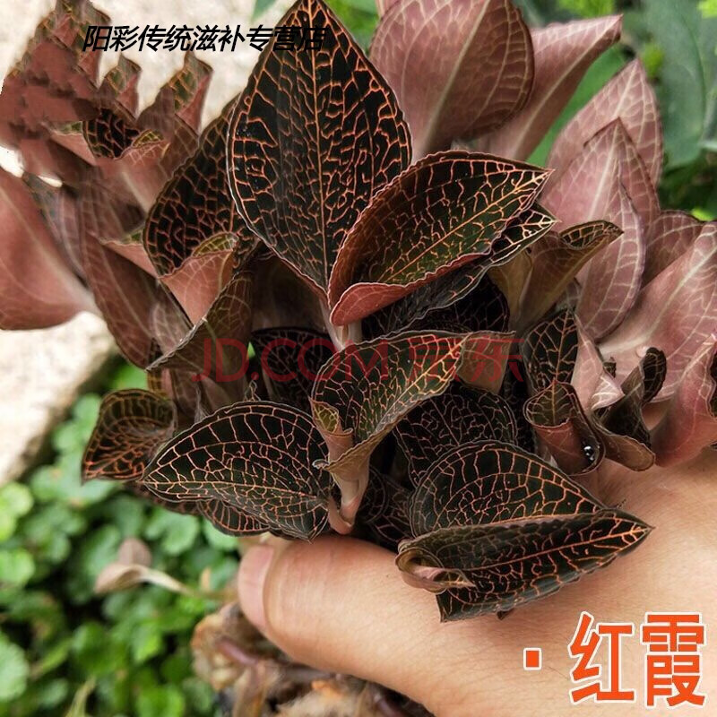 金线莲种苗瓶苗28-30株红霞品种 金线莲苗种植苗好养