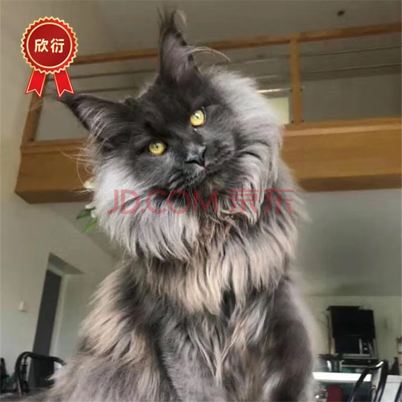 缅因猫幼体宠物猫幼崽烟熏色缅因猫活体大型库恩猫西伯利亚巨型猫挪威