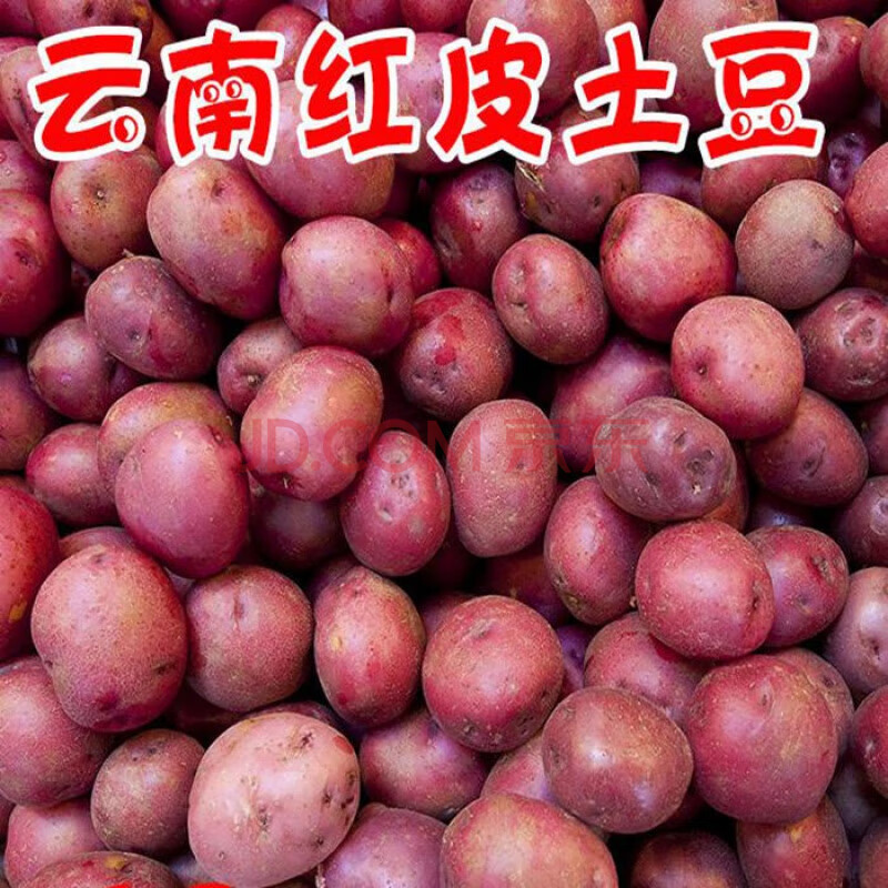 带箱10/1斤云南红皮土豆新鲜农家马铃薯现挖黄心洋芋蔬菜中小土豆 中