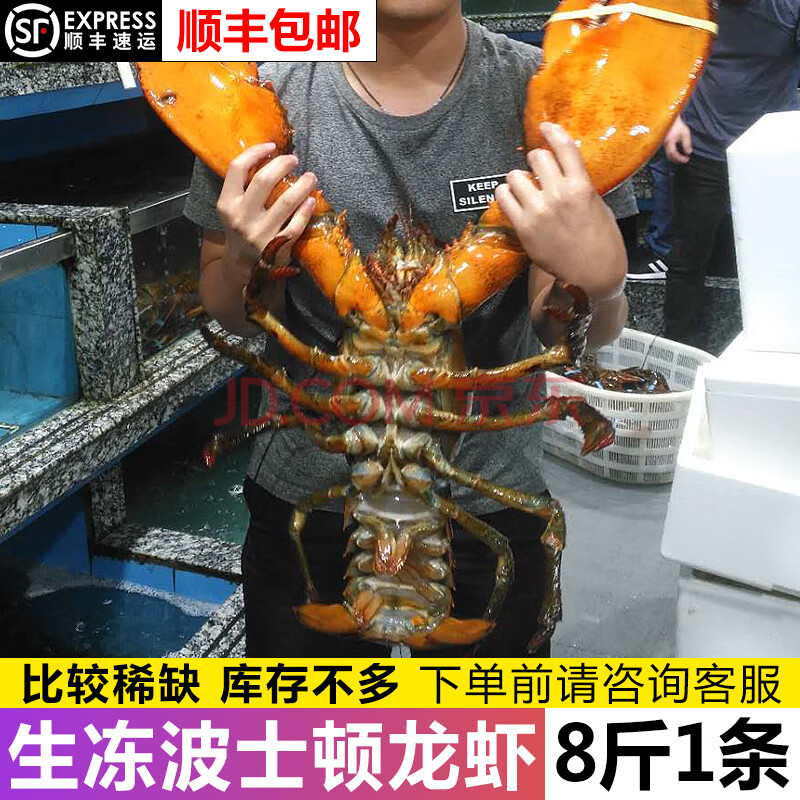 【道客海鲜-顺丰冷链】特大波士顿大龙虾鲜活生冻青龙虾海鲜水产1只8