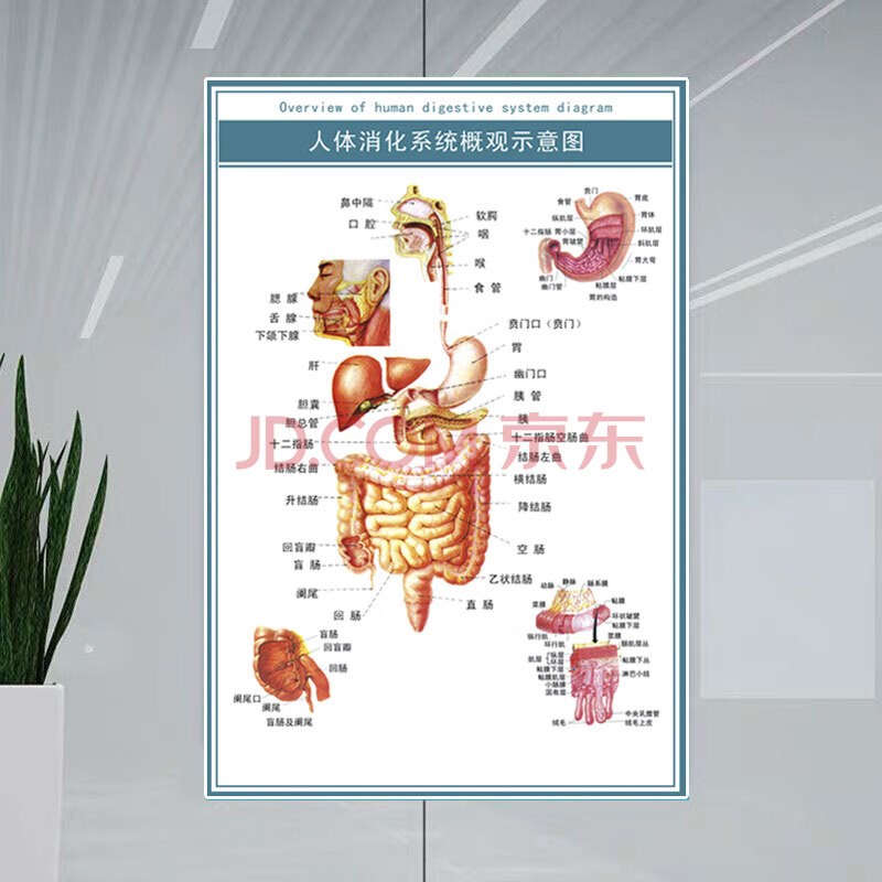 skids 人体消化概观示意图 50x70(厘米)=28寸 油画布(加厚耐撕)