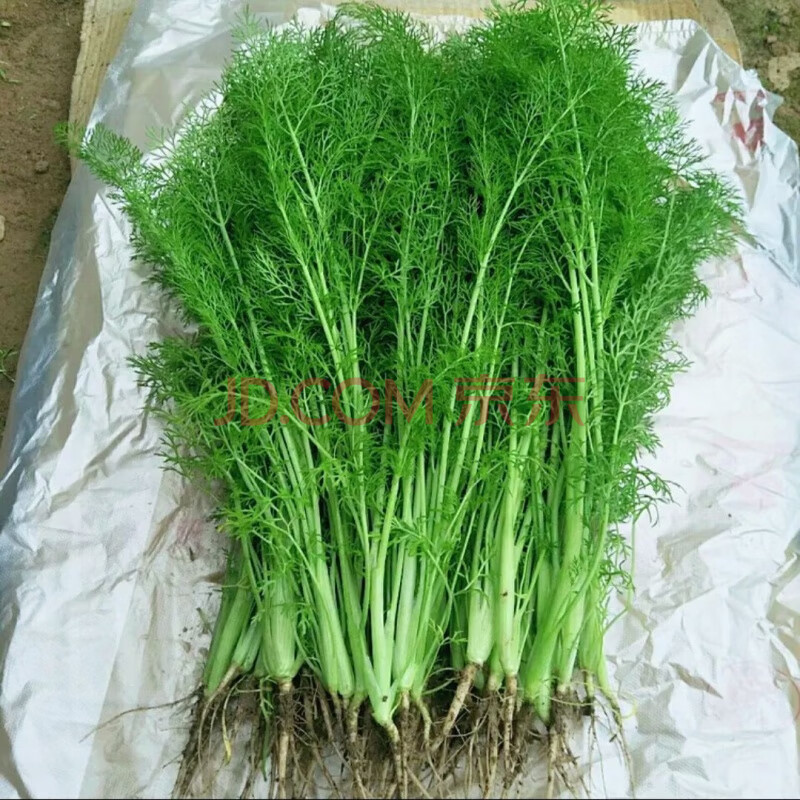 茴香菜带根小茴香菜露天头茬茴香荤香菜回香苗蔬菜 2斤