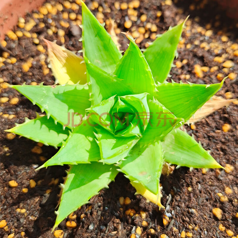 女王芦荟植物旋转芦荟苗盆栽螺旋室内多肉稀有品种肉肉花卉秋颖女王