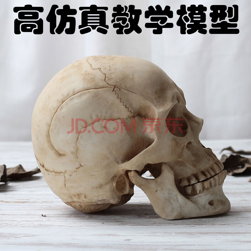 2021新款头骨模型 仿真人头骨临床人体解剖颅骨万圣节