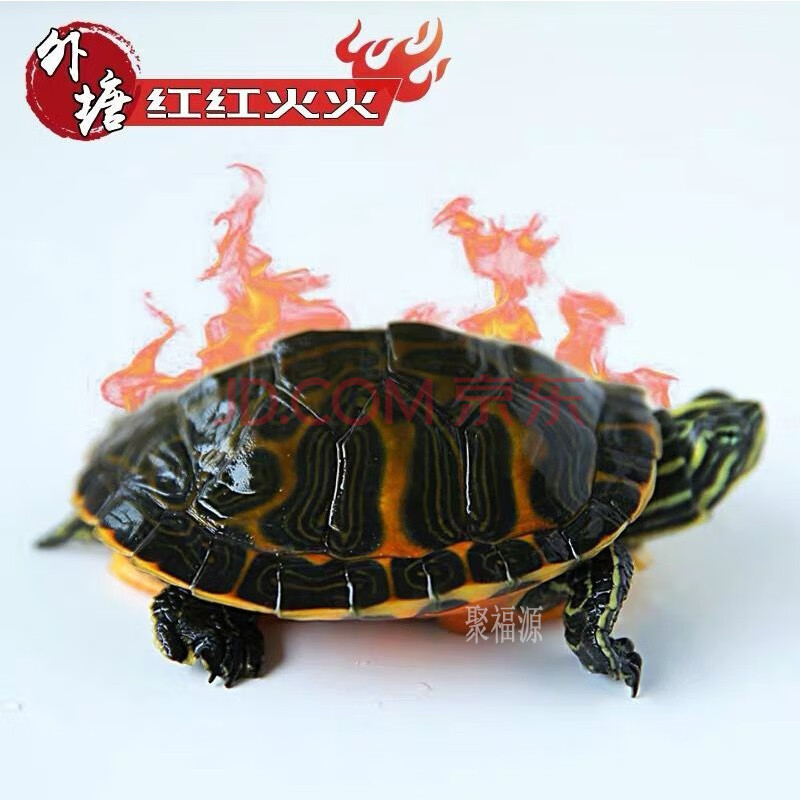 火焰龟活物 深水招财观赏宠物乌龟红腹黄腹东锦西锦 龙配鱼配龟活物