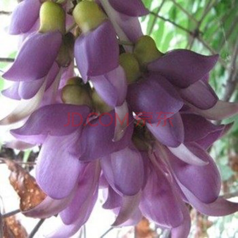 爬藤攀藤植物/常绿油麻藤花苗/禾雀花苗/金黄花油麻藤苗紫藤树苗 浅