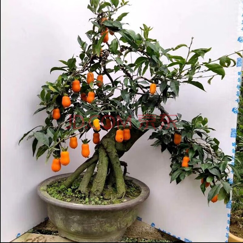 葫芦果金弹子盆景树桩老桩金弹子盆景血红果葫芦果四季果中大型盆景