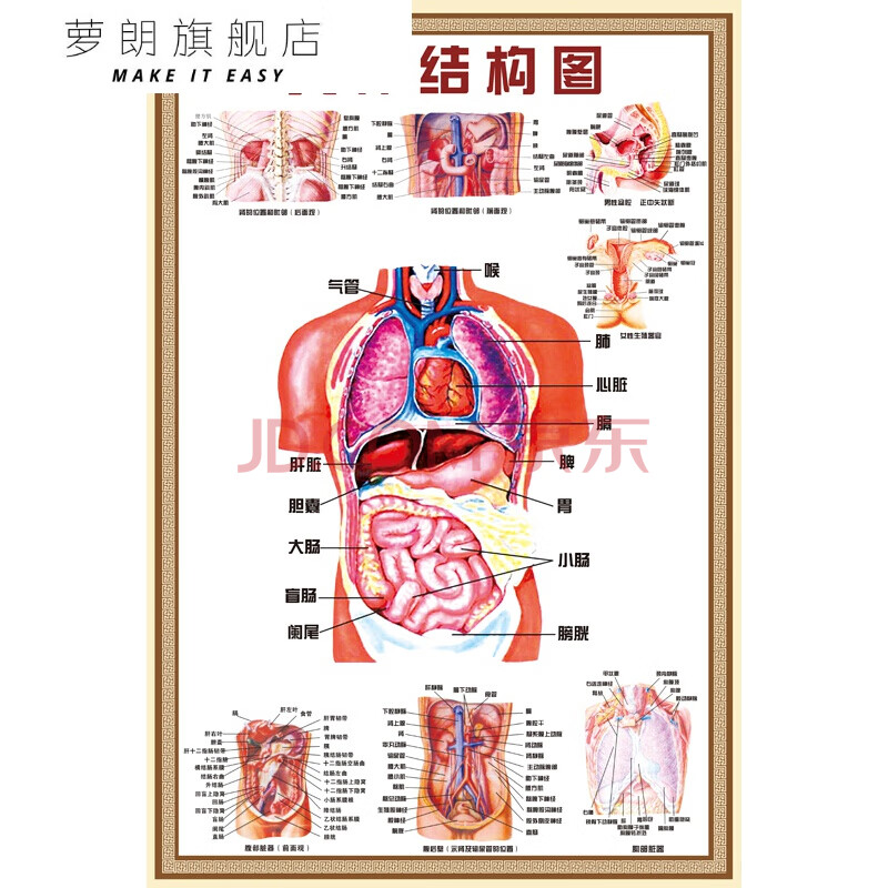 图结构示意图人体内脏器官骨骼肌肉构造挂图全身解刨图片 人体结构图
