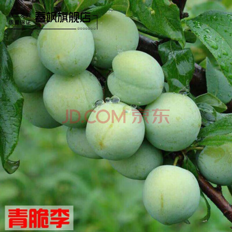 李子树苗 嫁接安哥诺李子果树苗 黑布林李子树苗 盆栽地栽李子树苗