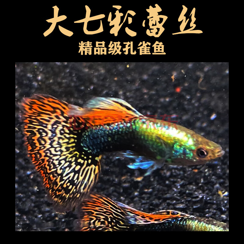 萌萌哒七彩蕾丝泰国纯种淡水小型孔雀鱼淡水凤尾胎生鱼活体精品怀孕母