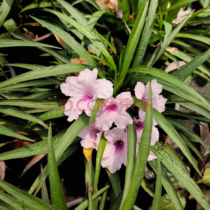 花草矮生蓝花粉花庭院花镜植物多年生宿根耐热花期长 矮生翠芦莉粉色