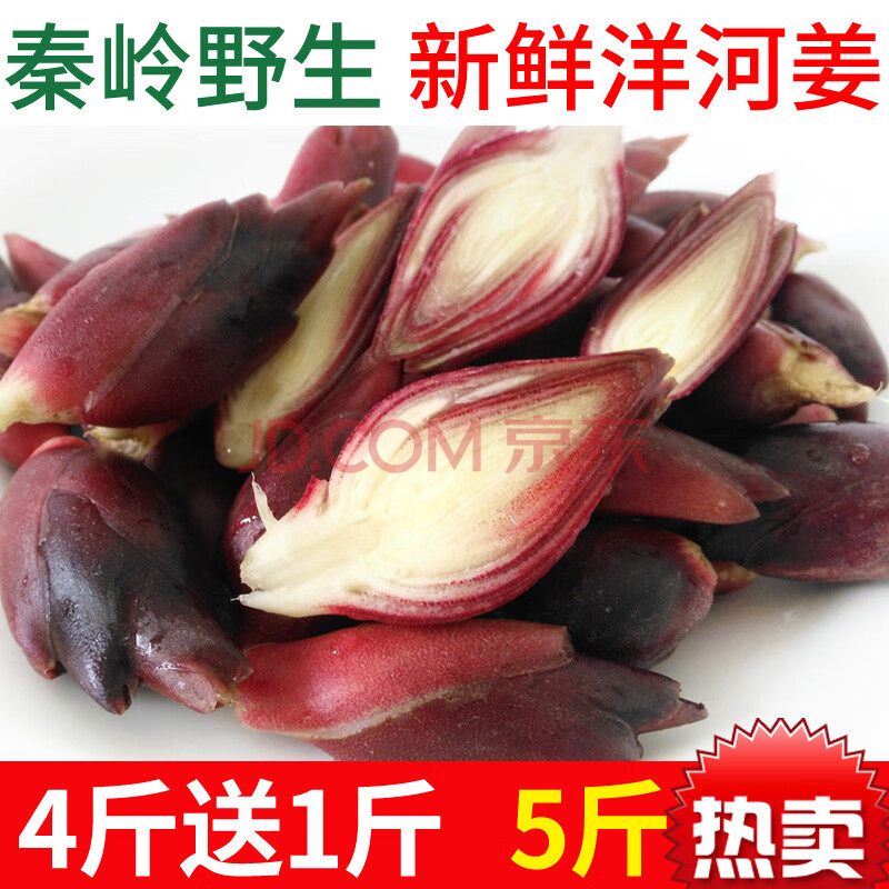 洋火姜 秦岭野生新鲜洋荷姜 阳荷姜洋河洋霍茗荷洋合姜5斤