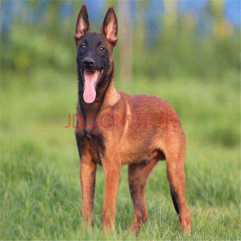 纯种马犬幼犬活体昆明犬德国牧羊犬东德狼狗活体德牧犬黑狼黑弓背活体
