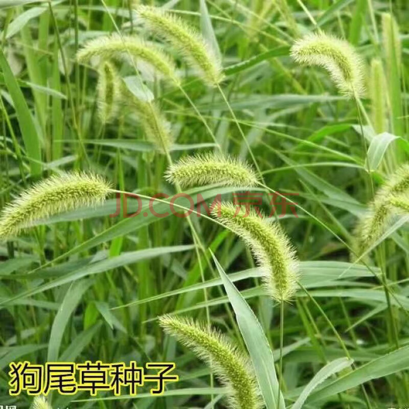 菊苣苜蓿高丹王草土多年生猪牛羊鹅畜禽牧草籽狼尾草狗尾草狗尾草种子