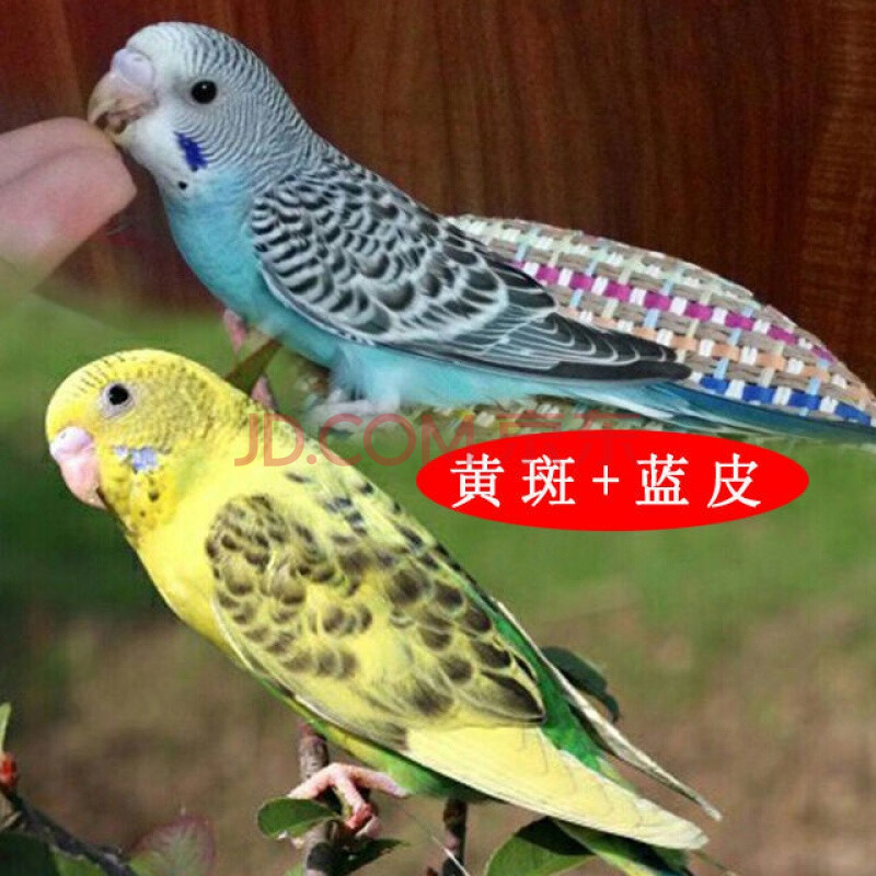 活手玩鸟能学说话的鹦鹉宠物鸟鹦鹉活鹦鹉运输笼 蓝皮 黄斑(包教说话)