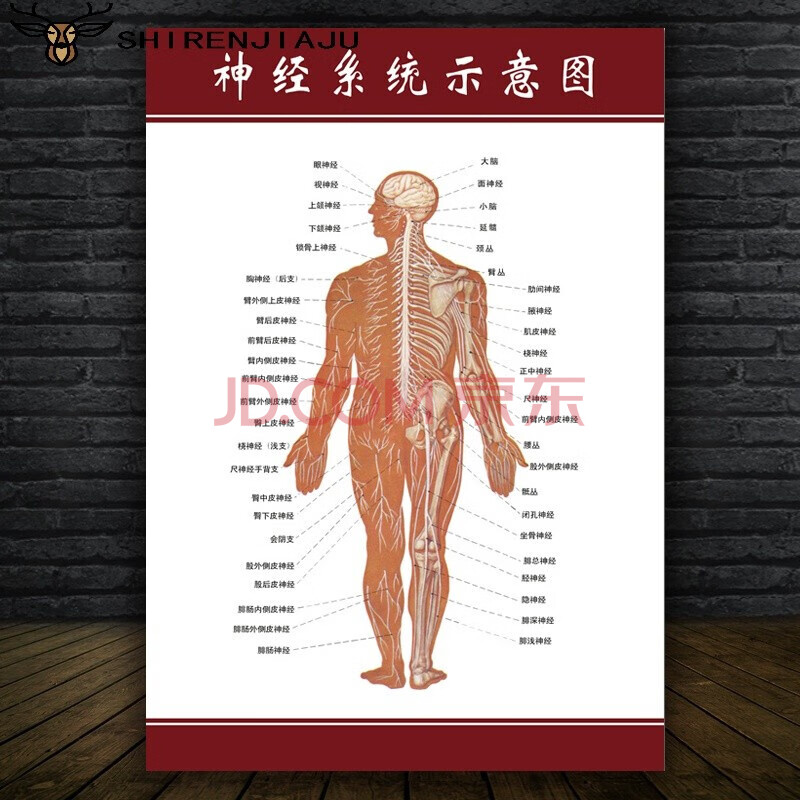 家装软饰 装饰字画 喜季 人体肌肉解剖图挂图人体内脏结构图全身器官