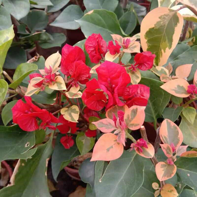 巴西三角梅盆栽年宵花卉苗爬藤庭院带花发货四季印度画报绿樱重瓣红漳