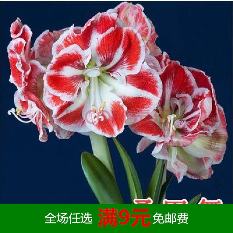 朱顶红种球进口重瓣带花超大四季花卉盆栽植物室内花开花不断 桑巴舞