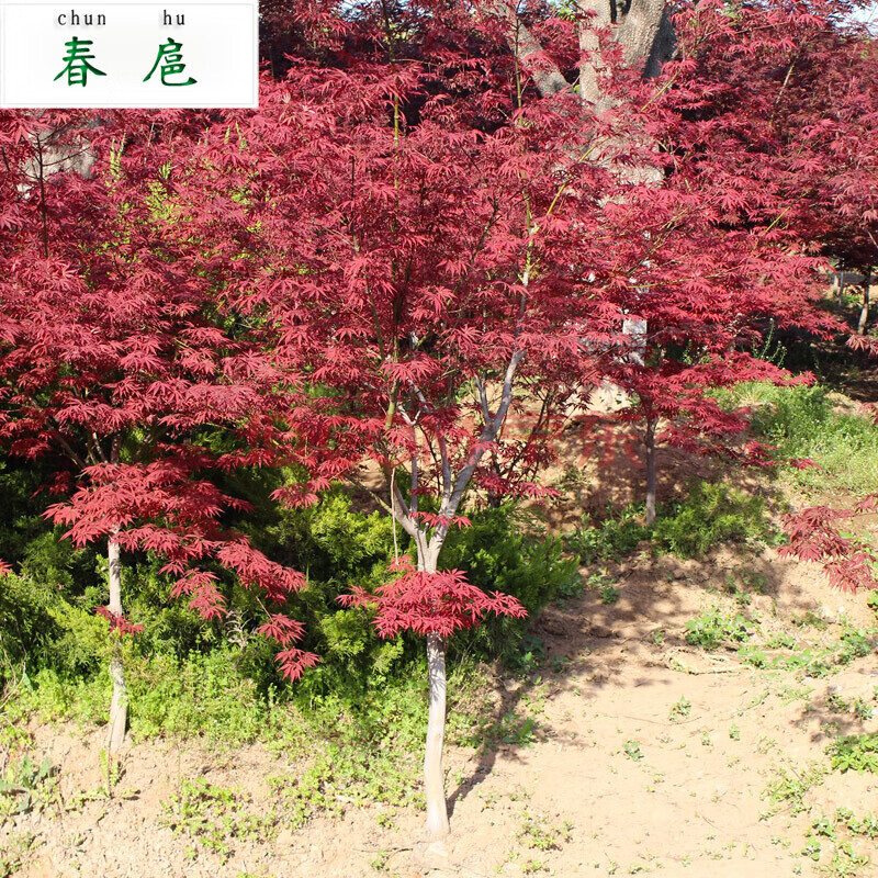 红枫树苗 日本红枫树苗 中国红枫树苗 美国红枫树苗 小苗 彩色观叶