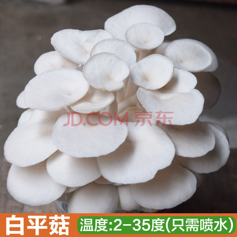 黑木耳菌包蘑菇菌种子菌菇包自种盆栽蘑菇食用菌棒菜种子 白平菇(大袋