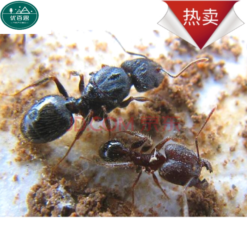 蚂蚁城堡 繁殖版伊大头蚁活体蚁后宠物蚂蚁新手蚁蚂蚁牧场世界生日