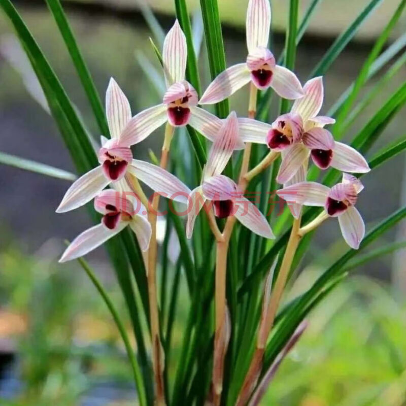 清仓价兰花草 莲瓣兰 心心相印 植物花卉盆景浓香