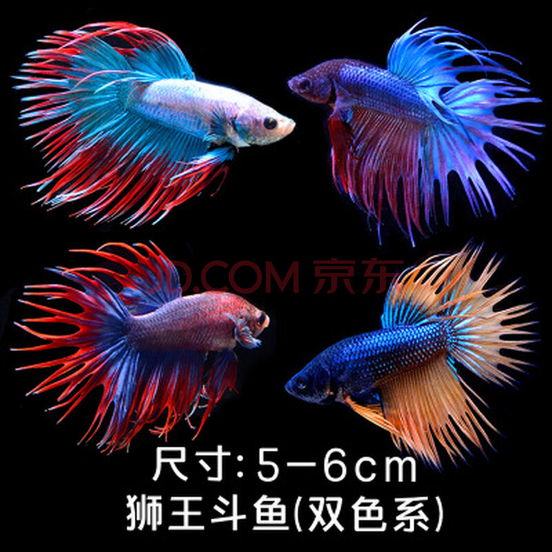 泰国斗鱼活鱼鱼苗饲料鱼缸巨斗半月热带小型小鱼活观赏鱼活体 狮王双
