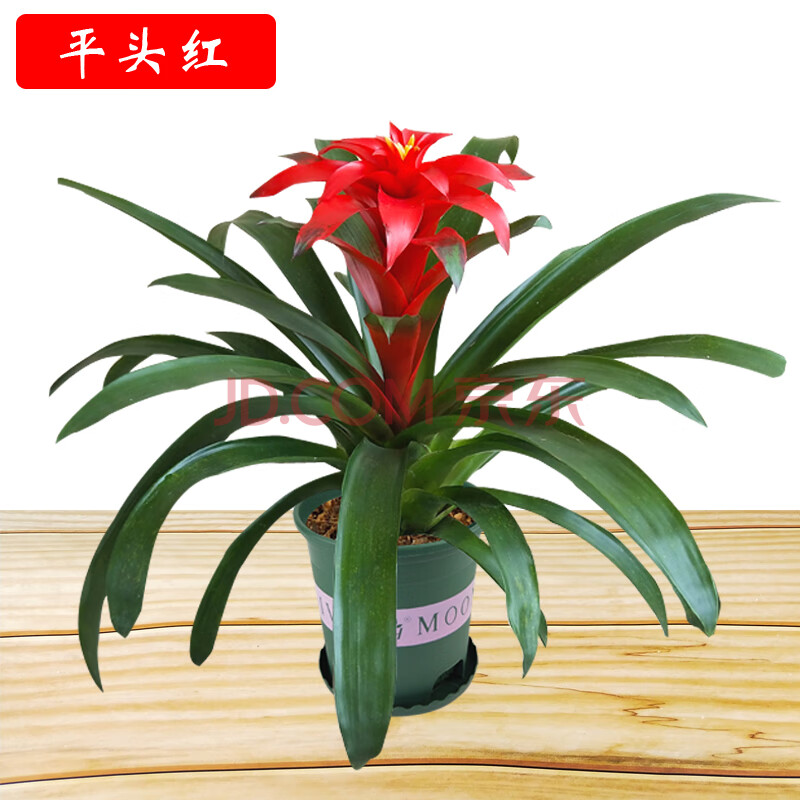 鸿运当头盆栽植物室内花好养客厅办公室绿植阳台花卉水培易活四季