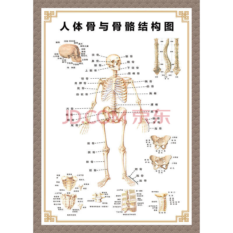 人体穴位图 全身图 中医针灸艾灸拔罐养生十二经络穴位海报大挂图 骨